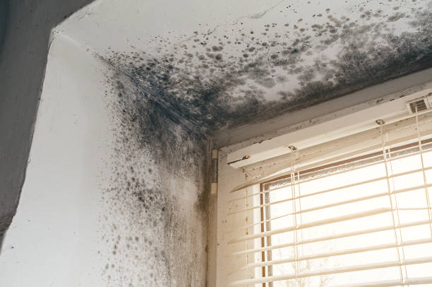Affordable Attic Mold Remediation solutions in Milton, WA