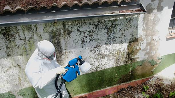 Top rated local Attic Mold Remediation specialists in Milton, WA